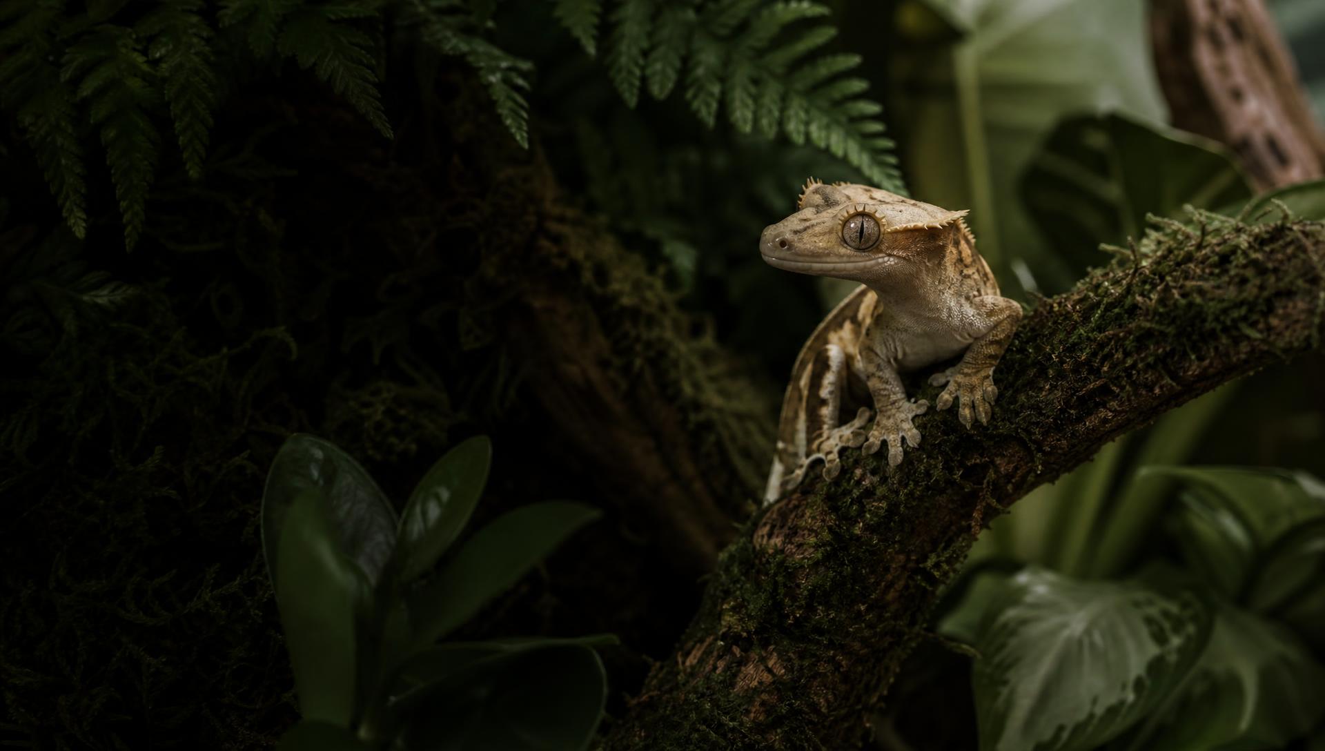 A crested gecko in a planted bioactive habitat