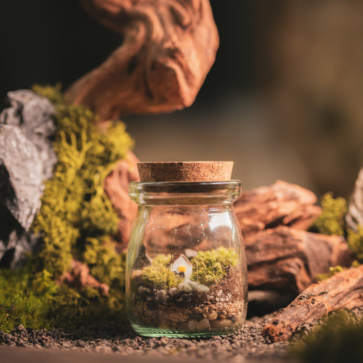 Mini Mossarium DIY Kit