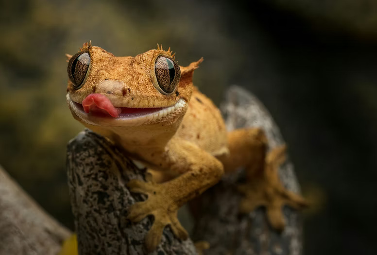 A crested gecko
